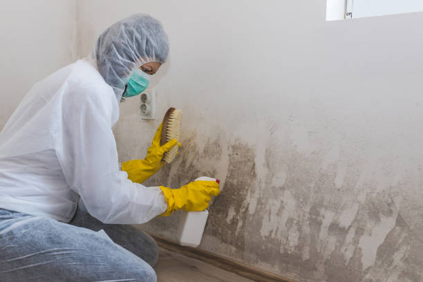 Environmental Consulting for Mold Prevention in Monett, MO