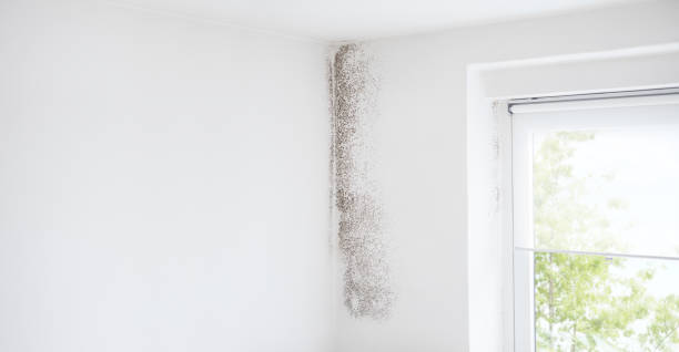 Professional Mold Removal in Monett, MO